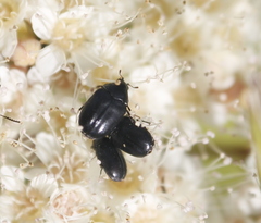 Orphilus subnitidus