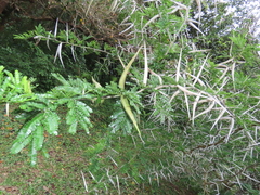Vachellia kosiensis