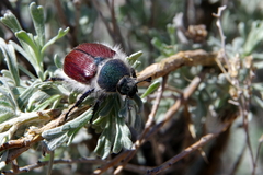 Paracotalpa granicollis