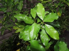 Chionanthus peglerae