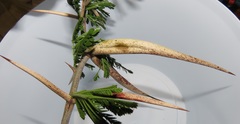 Vachellia kosiensis