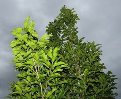 Chionanthus peglerae