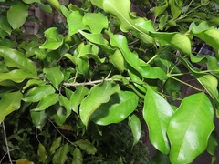 Chionanthus peglerae