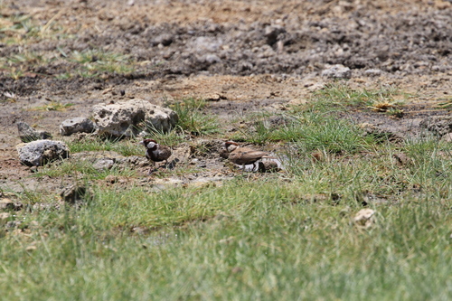 Chestnut-headed Sparrow-Lark (Eremopterix signatus), photo 4