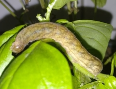 Phlogophora meticulosa