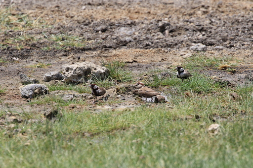 Chestnut-headed Sparrow-Lark (Eremopterix signatus), photo 4