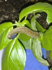 Phlogophora meticulosa