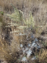 Artemisia ludoviciana