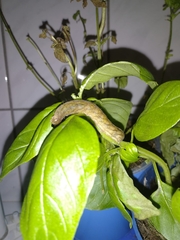 Phlogophora meticulosa