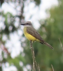 Tyrannus melancholicus