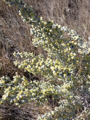 Artemisia ludoviciana