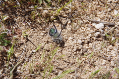 Paracotalpa granicollis