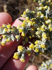 Artemisia ludoviciana