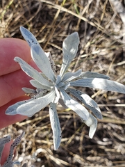 Artemisia ludoviciana
