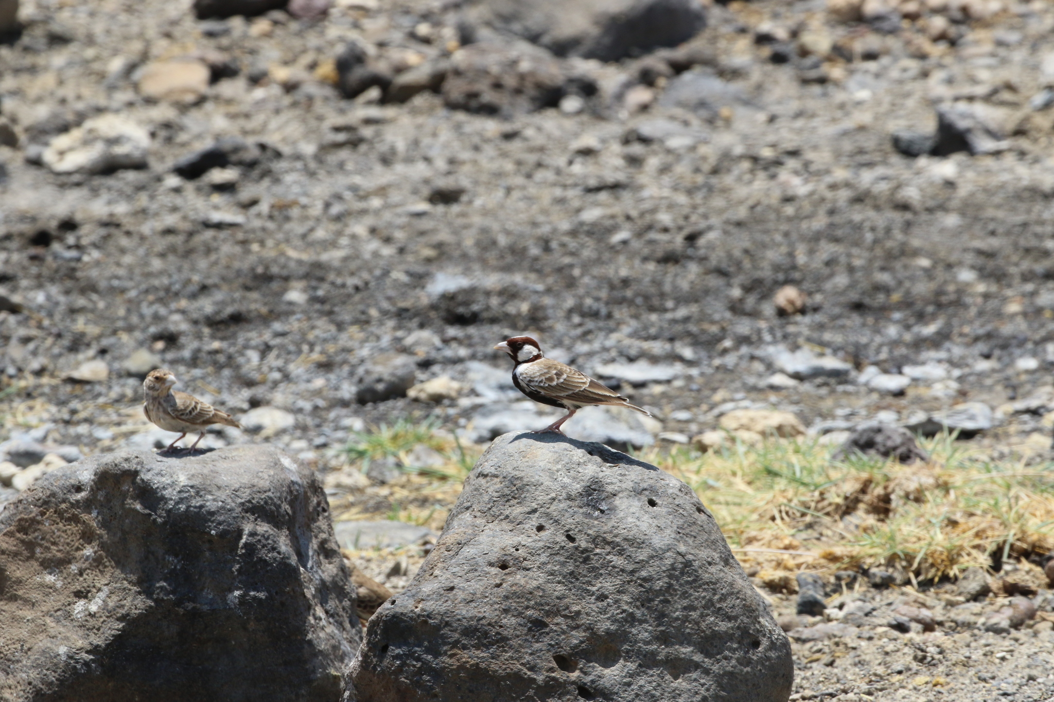 Chestnut-headed Sparrow-Lark illustration