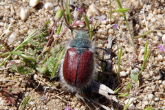 Paracotalpa granicollis