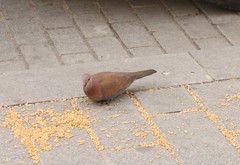 Streptopelia senegalensis