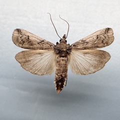 Melitara prodenialis