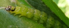 Framinghamia helvalis