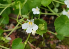 Cymbalaria