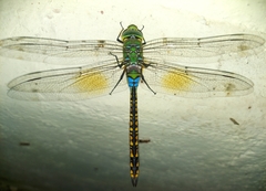 Anax indicus