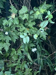 Hibiscus laevis