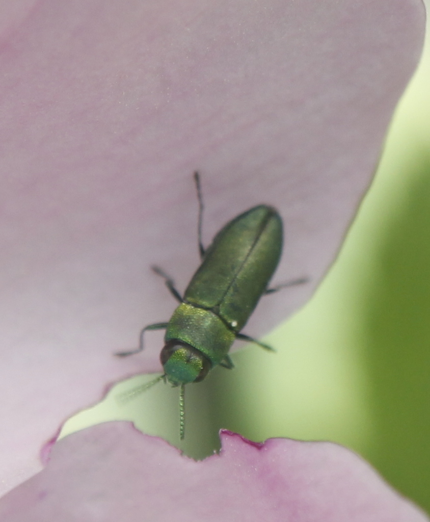 Anthaxia caseyi