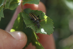 Cortodera longicornis