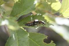 Cortodera longicornis