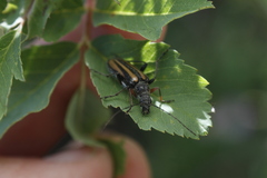 Cortodera longicornis