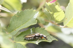 Cortodera longicornis