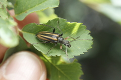 Cortodera longicornis