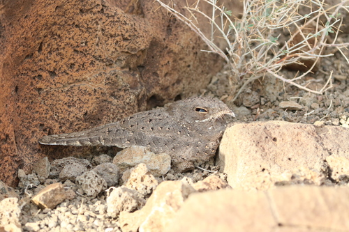 Star-spotted Nightjar (Caprimulgus stellatus), photo 4