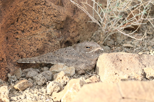 Star-spotted Nightjar (Caprimulgus stellatus), photo 2