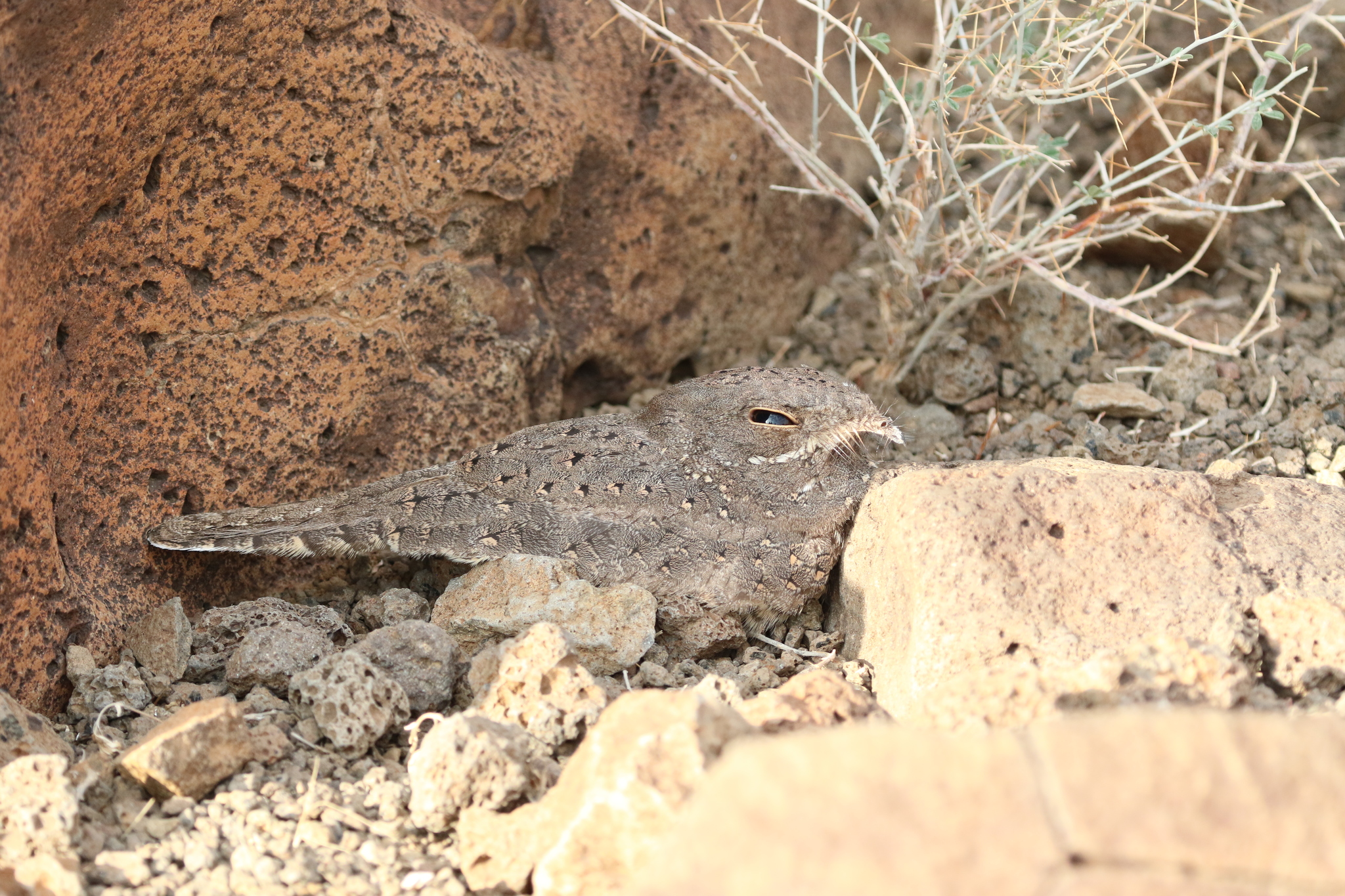 Star-spotted Nightjar (Caprimulgus stellatus), photo 2