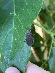 Cimolus obscurus
