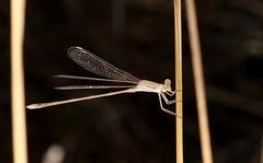 Lestes pallidus