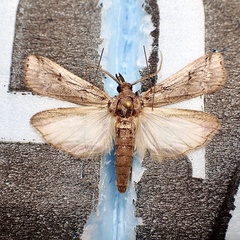 Melitara prodenialis