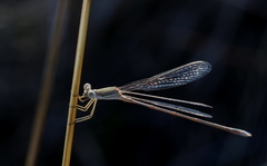 Lestes pallidus