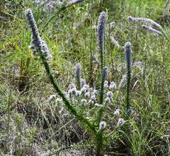 Liatris carrizana