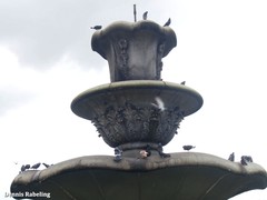 Columba livia domestica