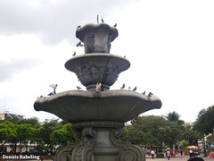 Columba livia domestica
