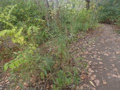 Artemisia suksdorfii