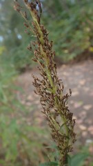Artemisia suksdorfii