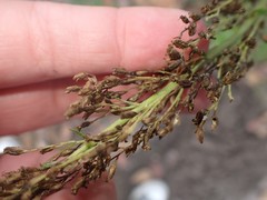 Artemisia suksdorfii