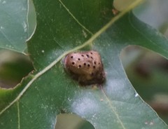 Callirhytis favosa