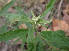Artemisia suksdorfii