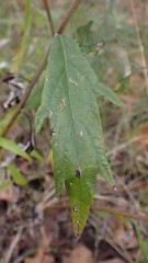 Artemisia suksdorfii