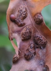 Callirhytis favosa
