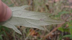 Artemisia suksdorfii